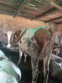 Vaca de abator tinara