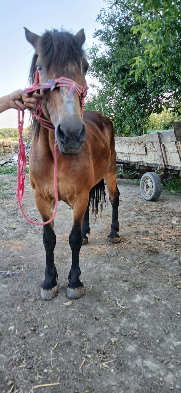 De vânzare iapa de ham