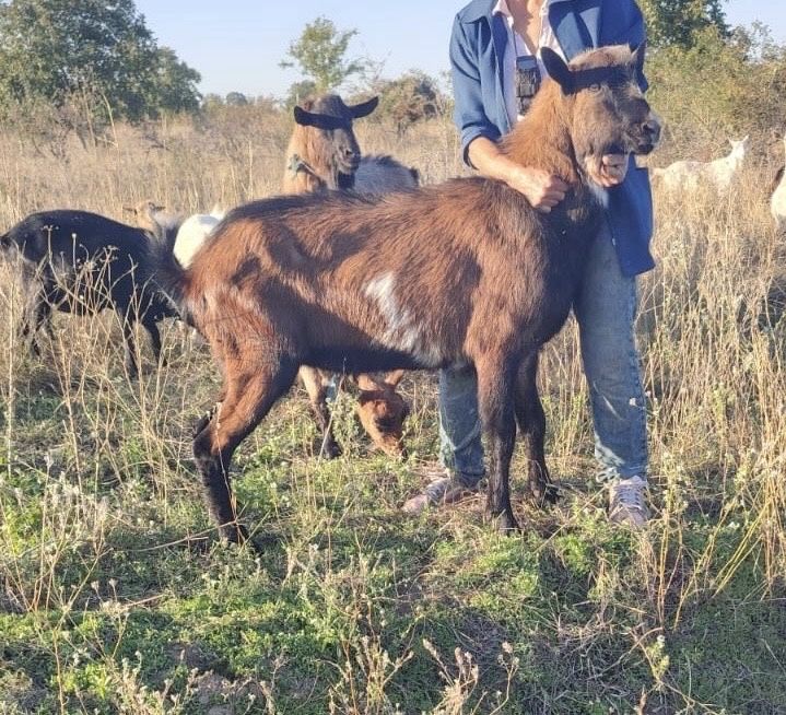 Vând Țap Alpin Francez de montă 100kg