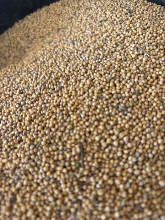 Samanta de Mustar boabe selectat