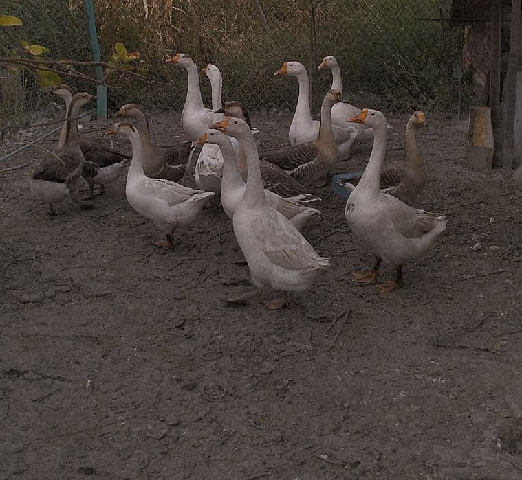 Продам молодых Гусей.