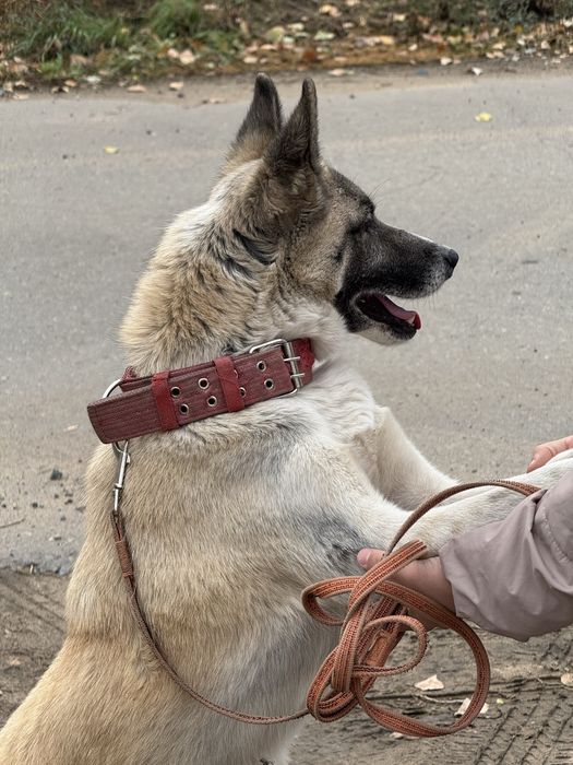 Ян и Сметанка ищут дом!