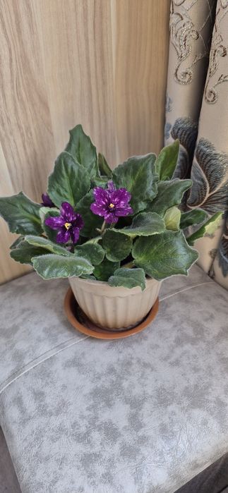 Цветы комнатные.