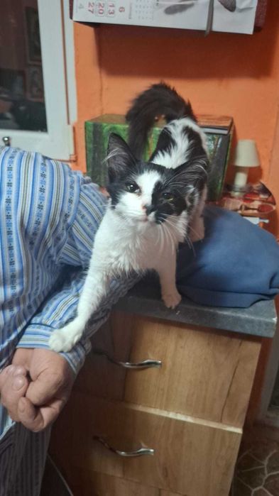 Pisicute spre adoptie