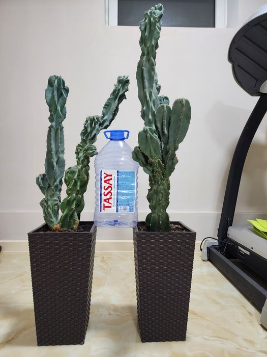 Цереус перуанский, или цереус скалистый. Цена 16000 за один горшок