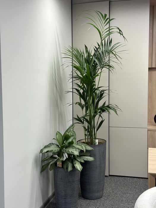 Гуллар 300.000 сўмдан бошланади — шошилинг