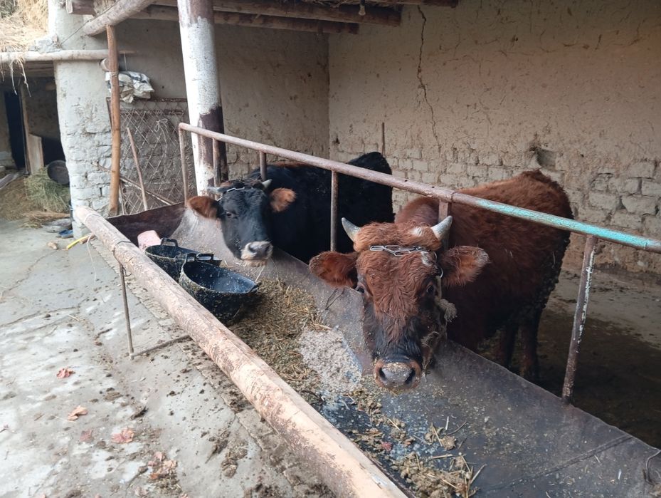 Madaniyat buqalarni. Sogʻlom buqa yeb ichishi yaxshi