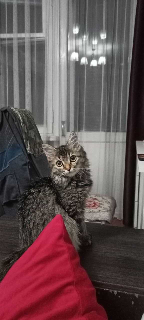 Шикарная котейка ищет дом