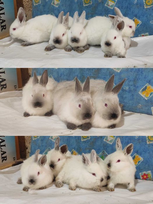 Кролики самцы Калифорнийской породы