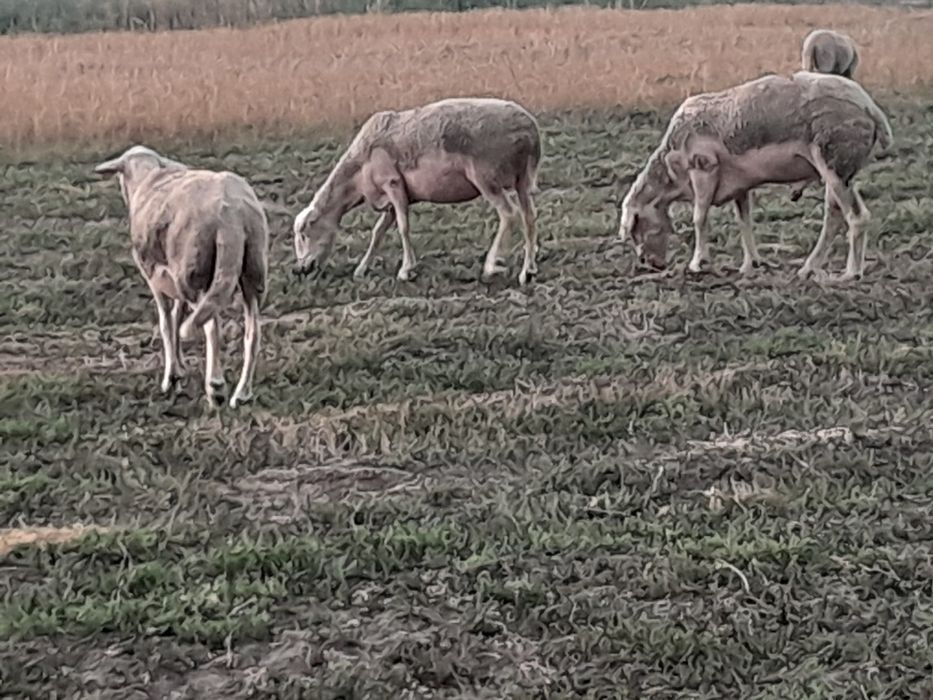 Oi lacune disponibile