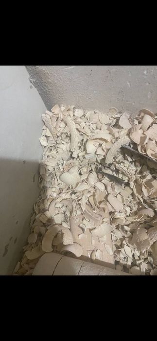 Apilka tol daraxtidan chiqgan