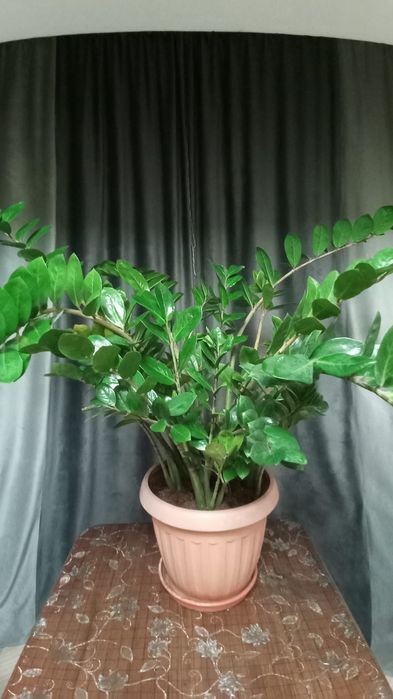 Замиакулькас, долларовое, денежное дерево с доставкой