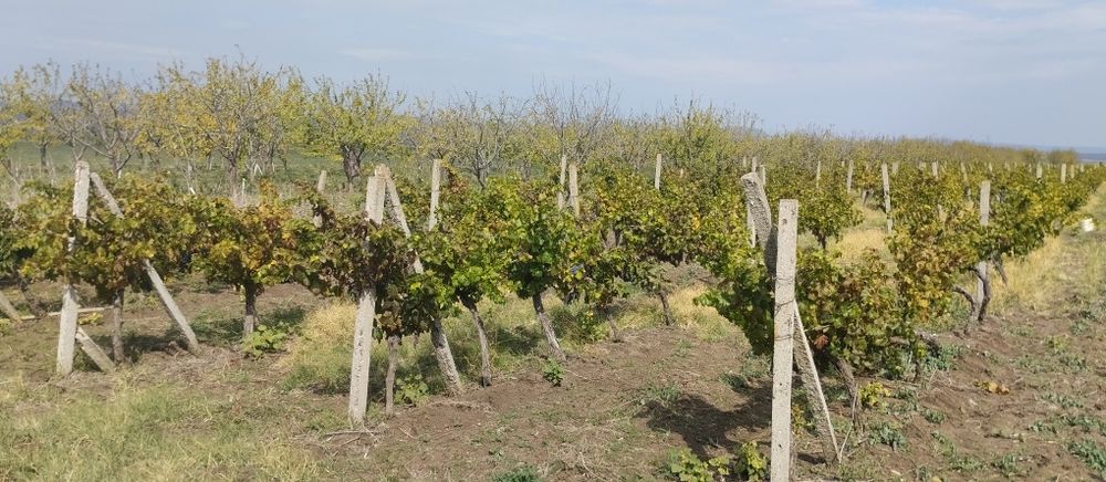 Продавам лозе сорт Каберне гр.Поморие