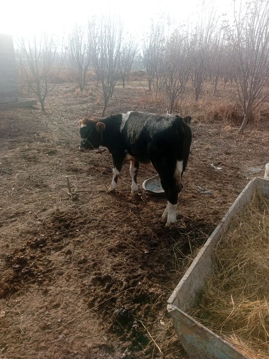 Срочно продам телку