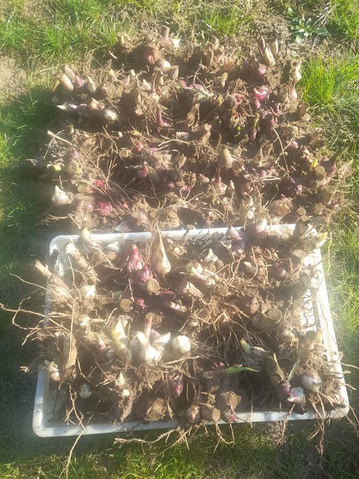 Super oferta! Vand rizomi ( bulbi ) de canna indice, aclimatizati