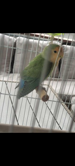 Papagal amorez/agapornis