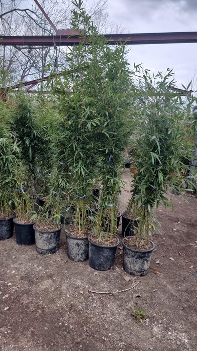 Plante ornamentale aclimatizate