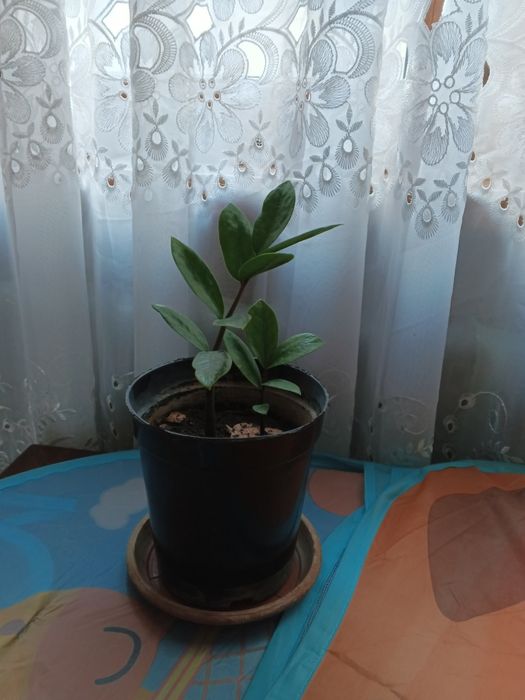 Продается цветок замиокулькас