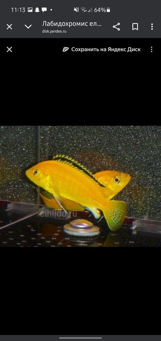 Afrika balula sotiladi xishnik