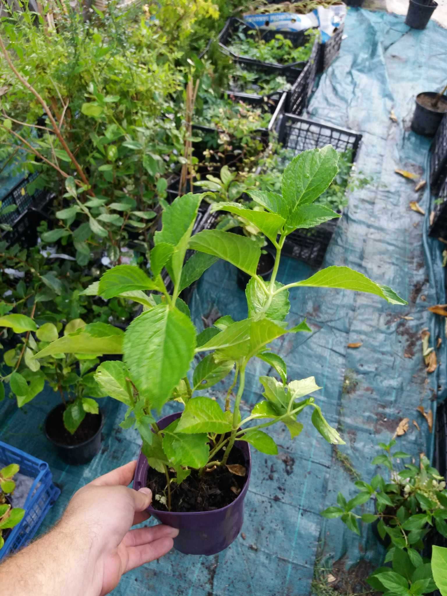 Хортензия -Hydrangea macrophylla Налични 4 вида