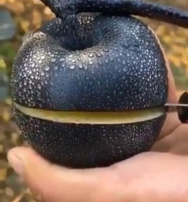 Pomi Fructiferi  Deosebiti  soiuri de mar  apistar