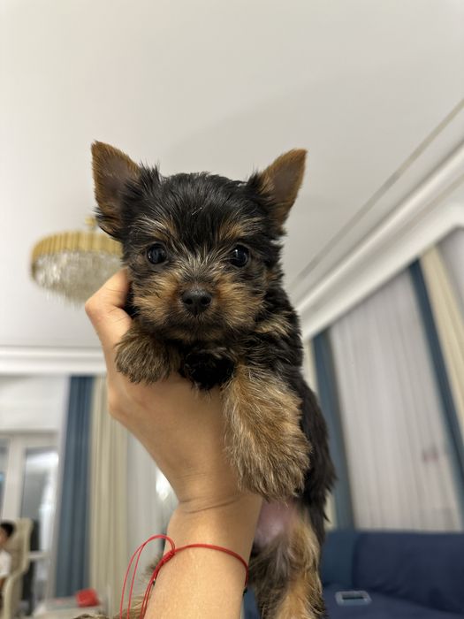 Йоркширский терьер чистокровный