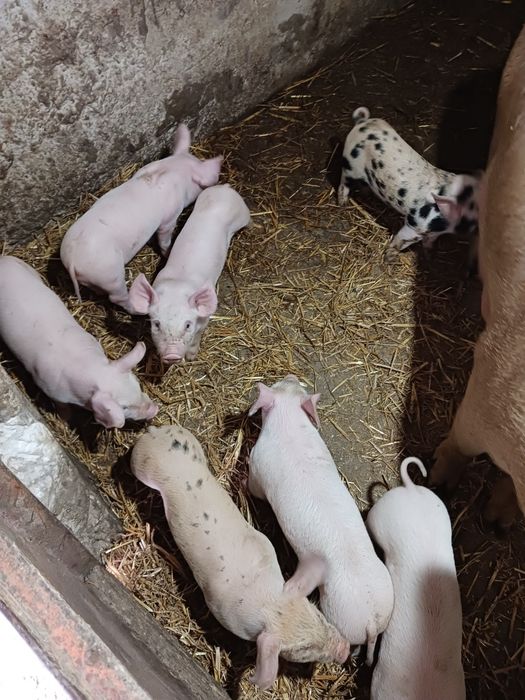 Fân Curat Bine Depozitat