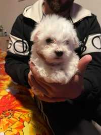 Spre rezervare bichon maltez mini toy