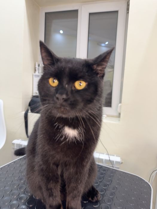 Кот СМОКИ ищет семью