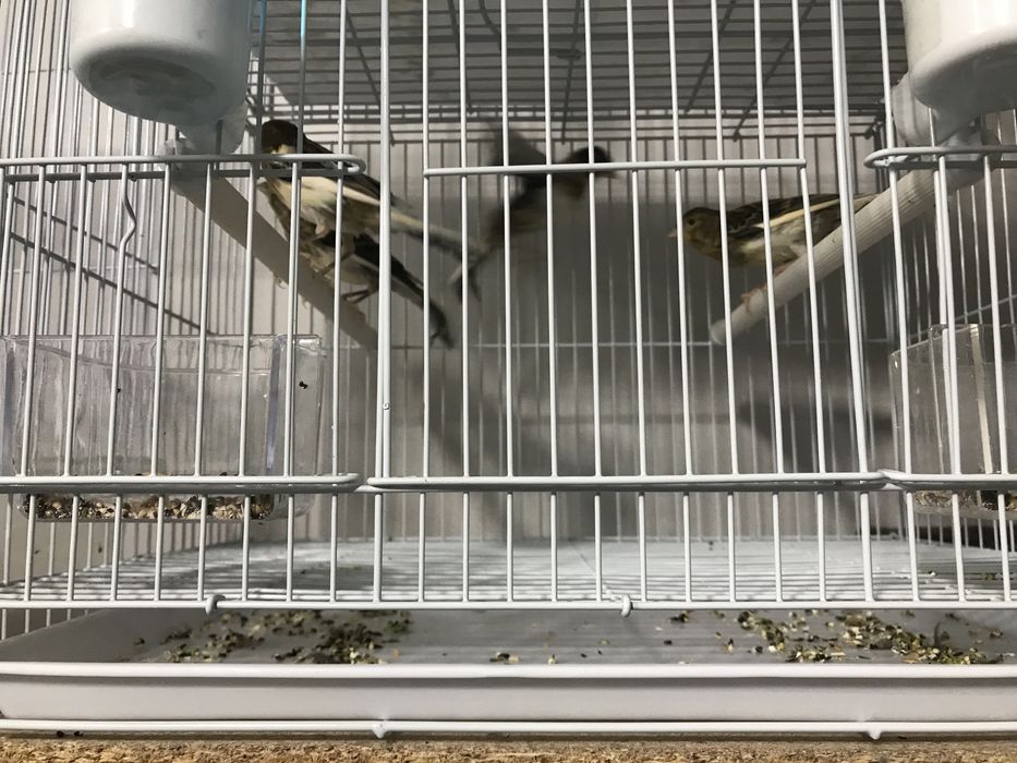 Молодые канарейки