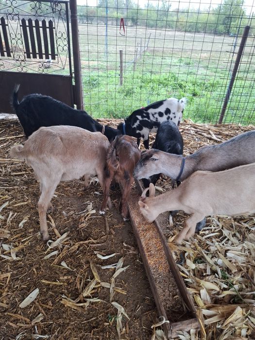 Vând capre bune de lapte