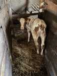 Tăuraș  110 kg rasa red holstein