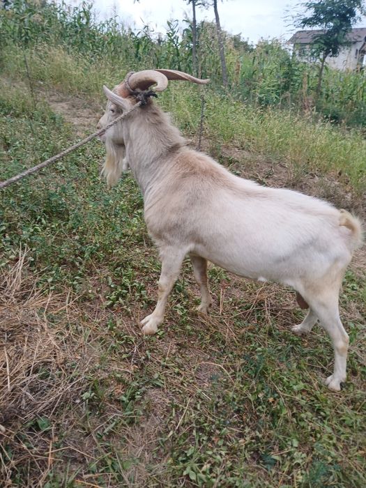 Vând Țap Sannen.