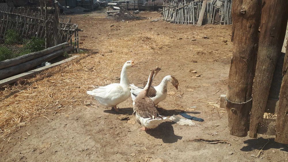 Қаздар  сатылады.