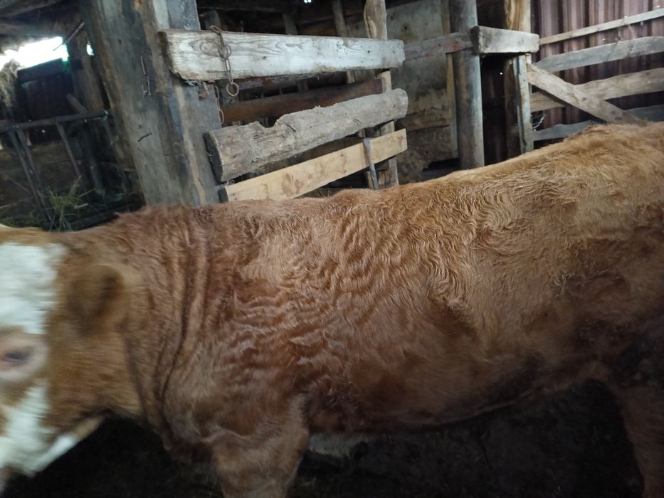 Тайша , 1 жылдык жас кг 160 ет , бузау