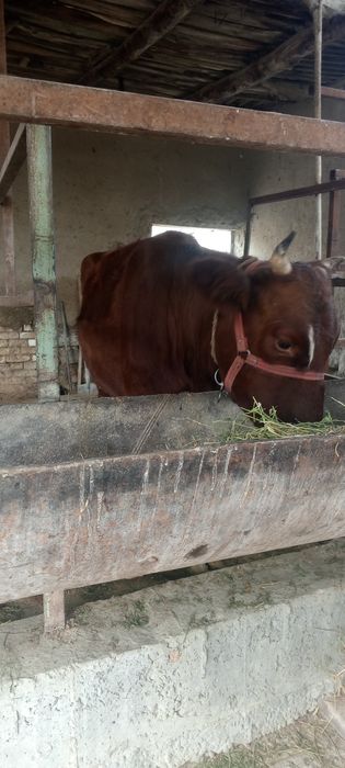 Ona bola sigir sotiladi