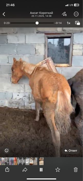 Продам жабагы по 230 тысяч