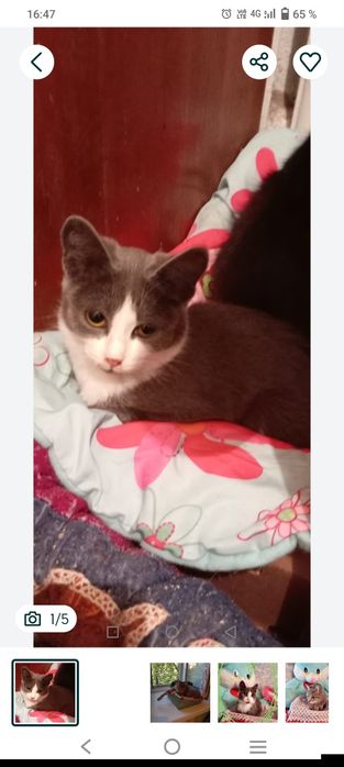 Отдам даром ответственным людям котят