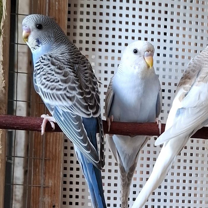 Волнистые попугаи, молодые