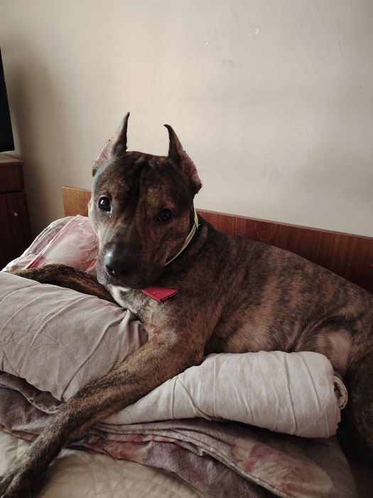 Предлагается на вязку кобель питбуля