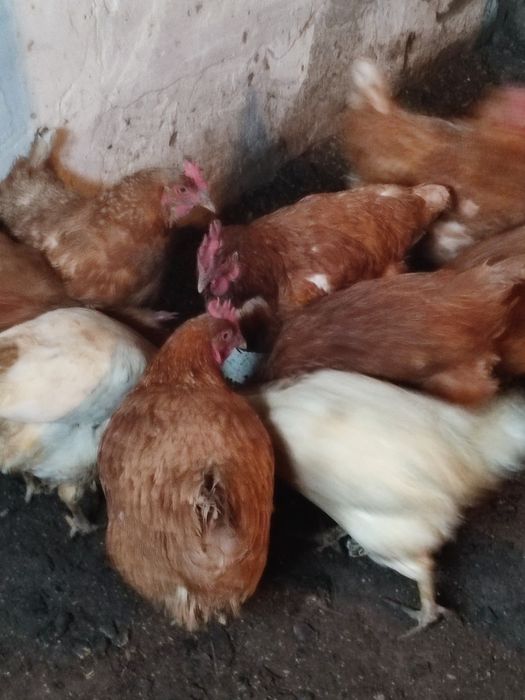 Куры несушки домашние