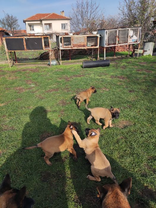 Белгийска овчарка