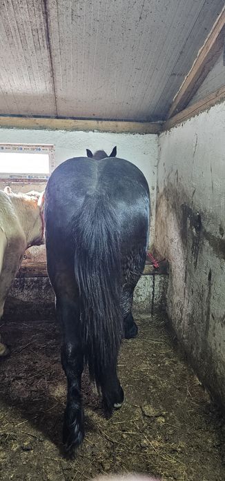 Mânz noatini semigreu