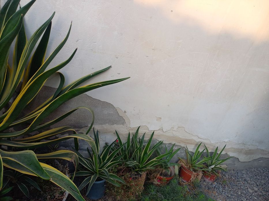 Agava guli narhi 30 000som gul sifati alo darajada