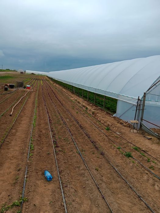 Solare si sere legume