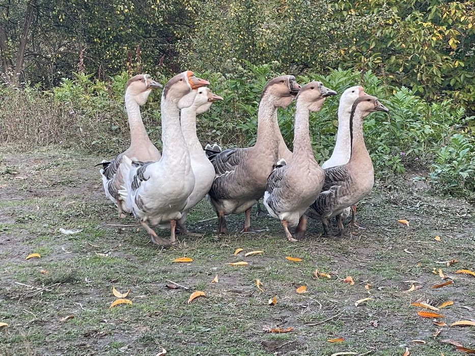 Vand gaste talie mare