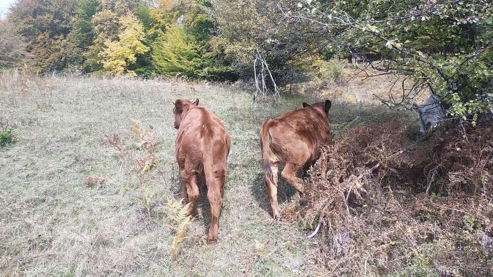 Vând viței de rasa,  angus roșu. Viței de prăsilă