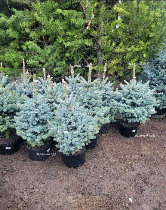 Sifatli goluboy yel bor