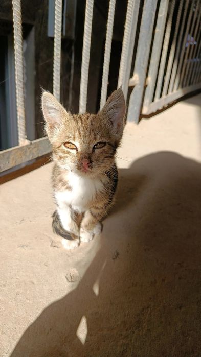 Котик 4 месяца девочка. Воспитанная