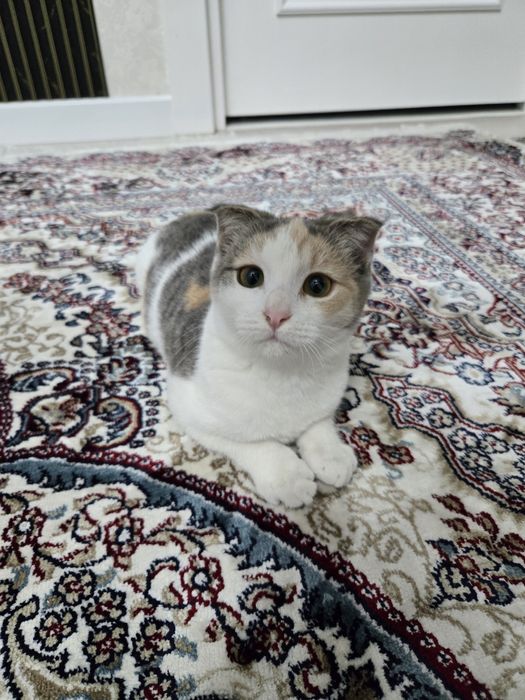 Отдам котёнка (шотландская вислоухая)
Милая и очень ласковая девочка,